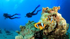 Gili Islands Dive Doctor
